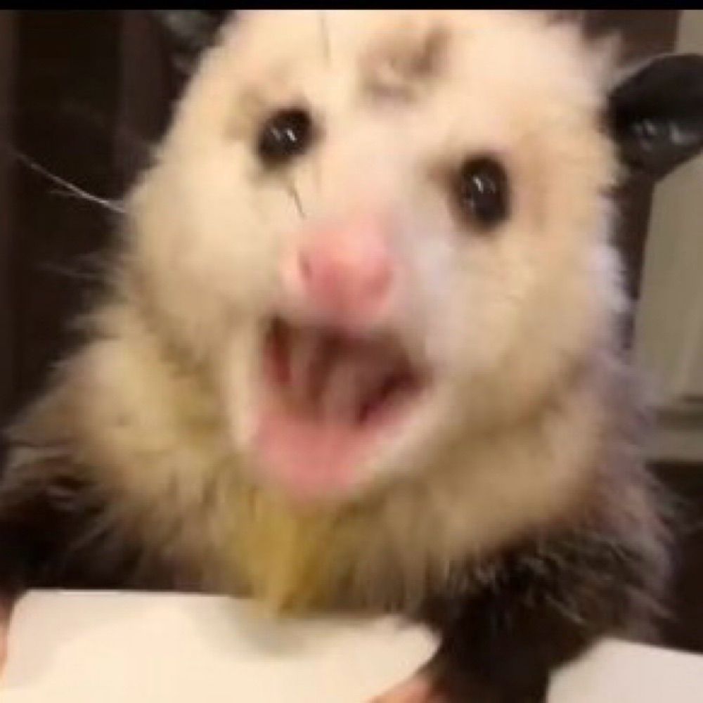 A marsupial in your trash