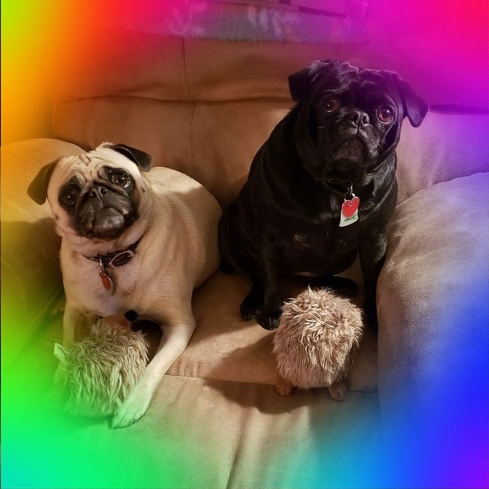 2pugsinarug.bsky.social's avatar