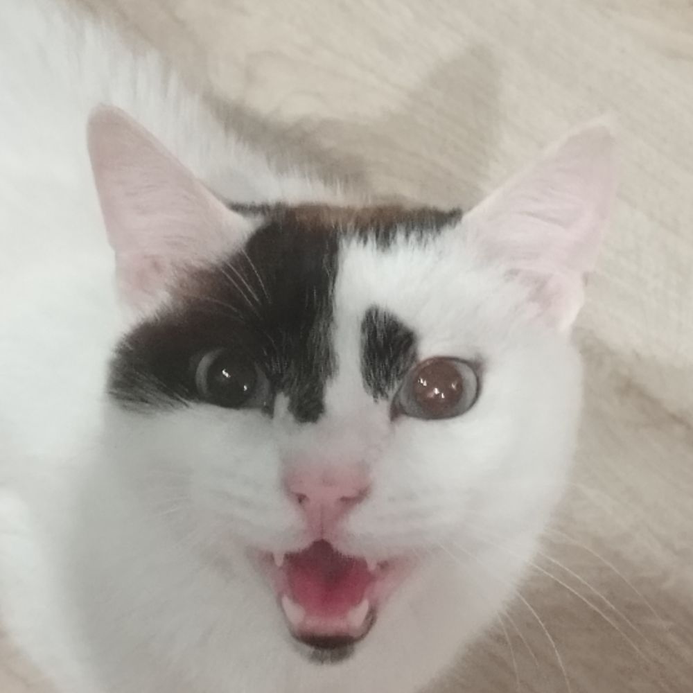 Saraku 🐾