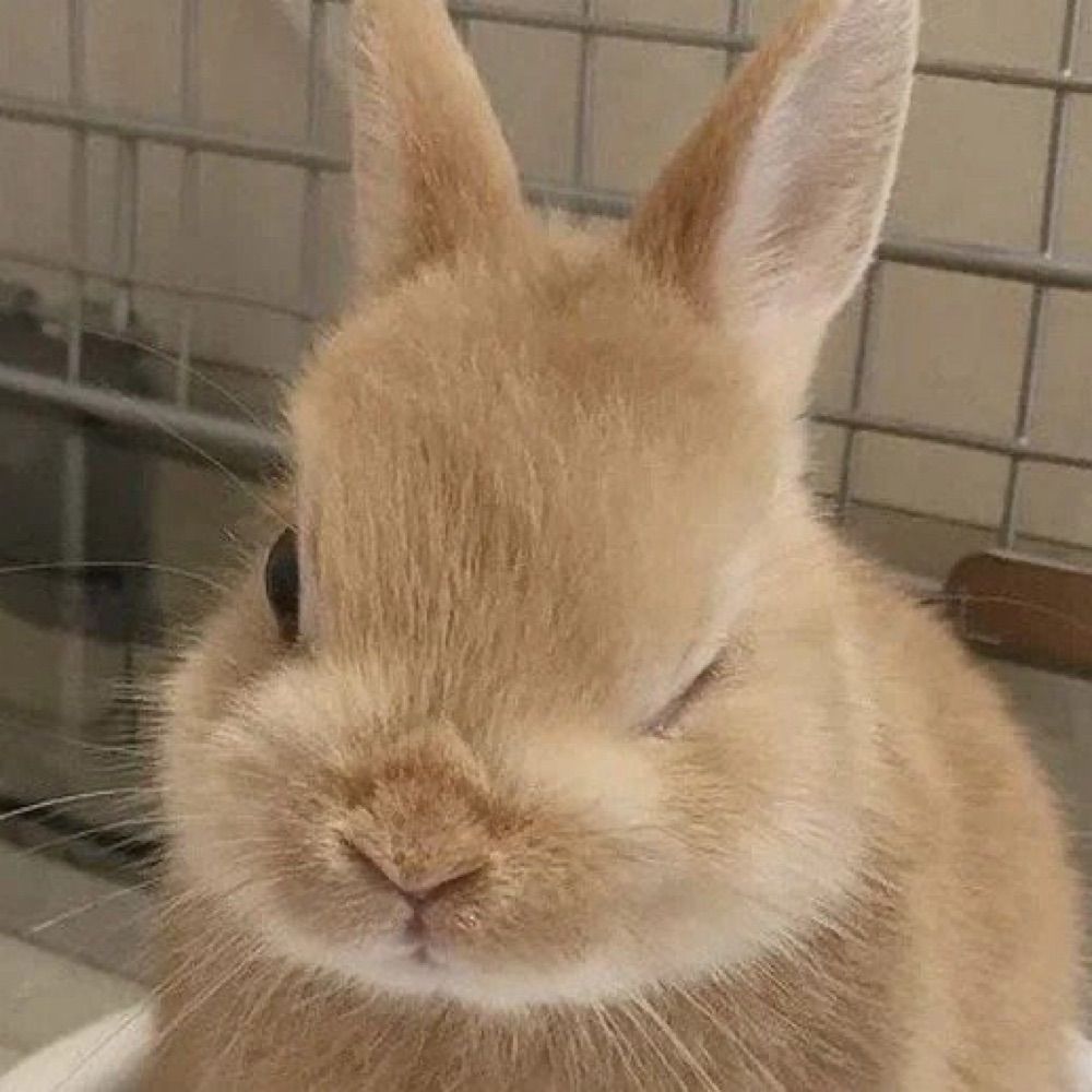공주