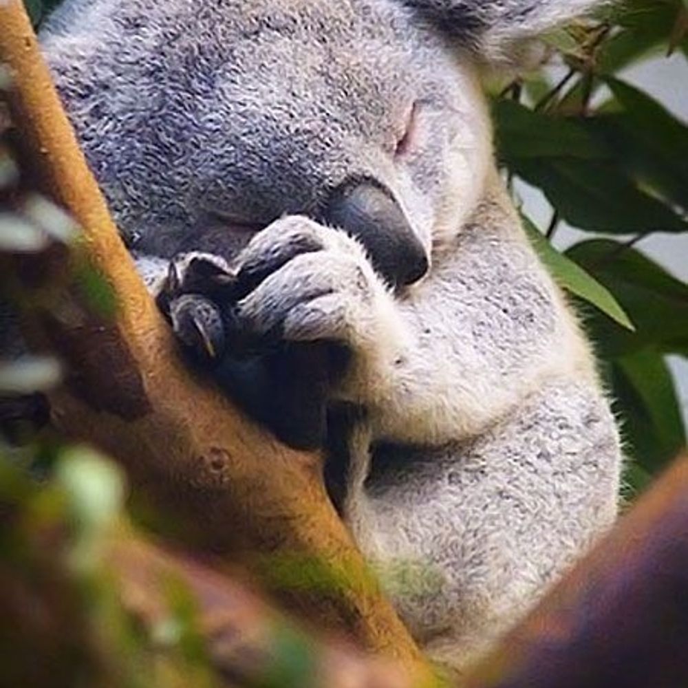 KeenKoala