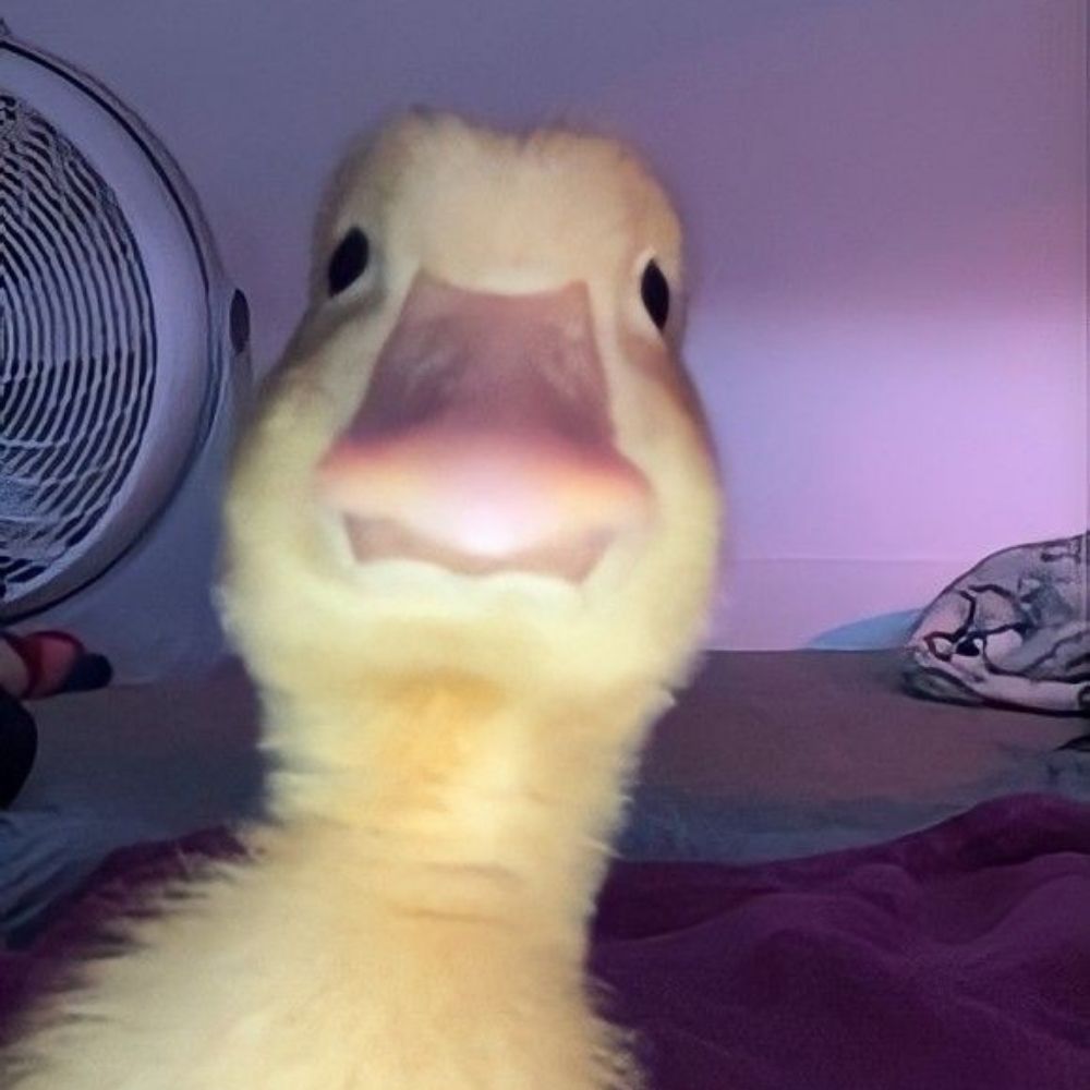 @umpatinh0