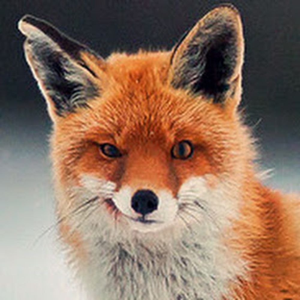 lastflyingfox.bsky.social profile picture