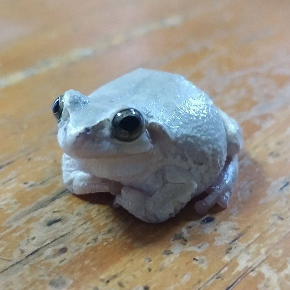 くろ