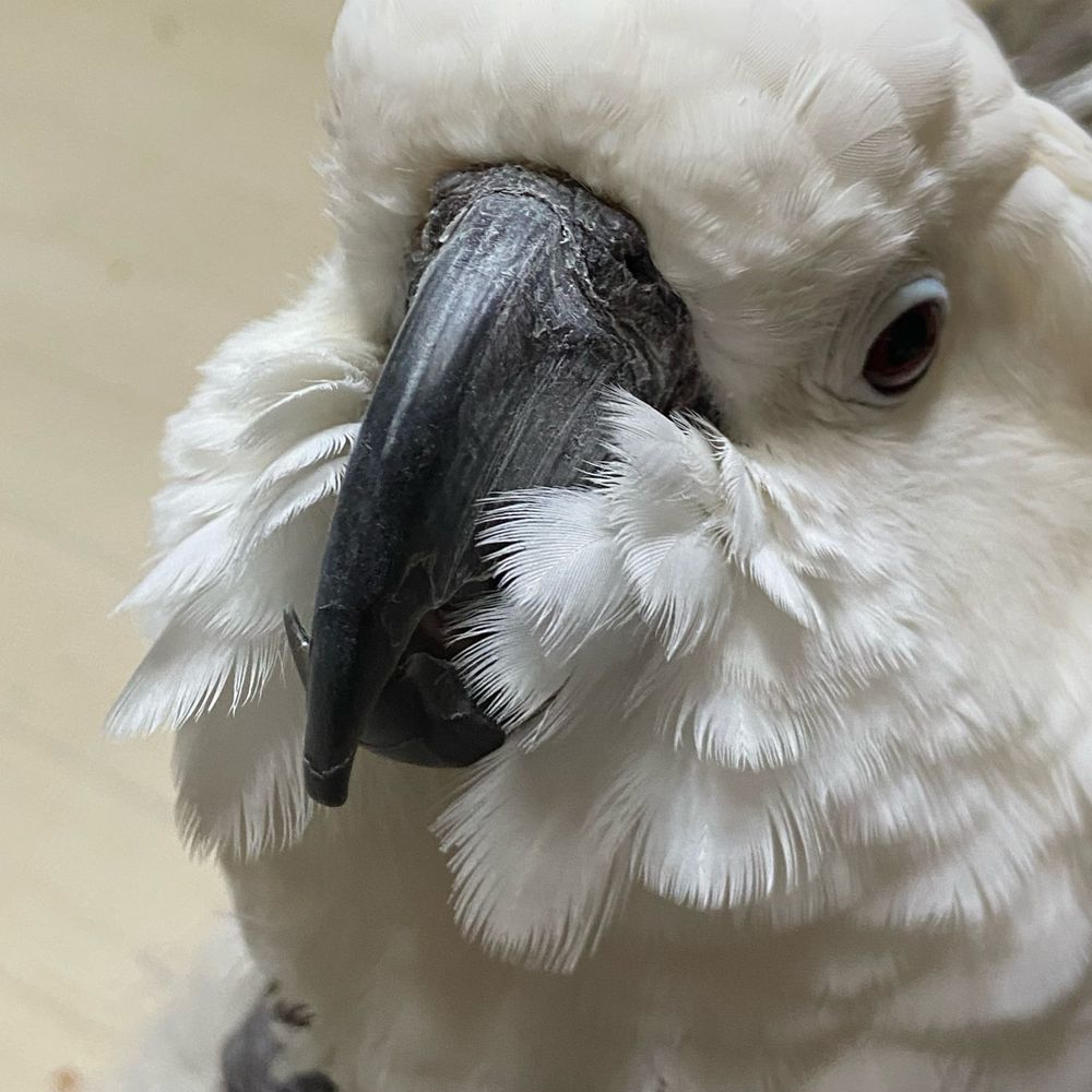 そねっち