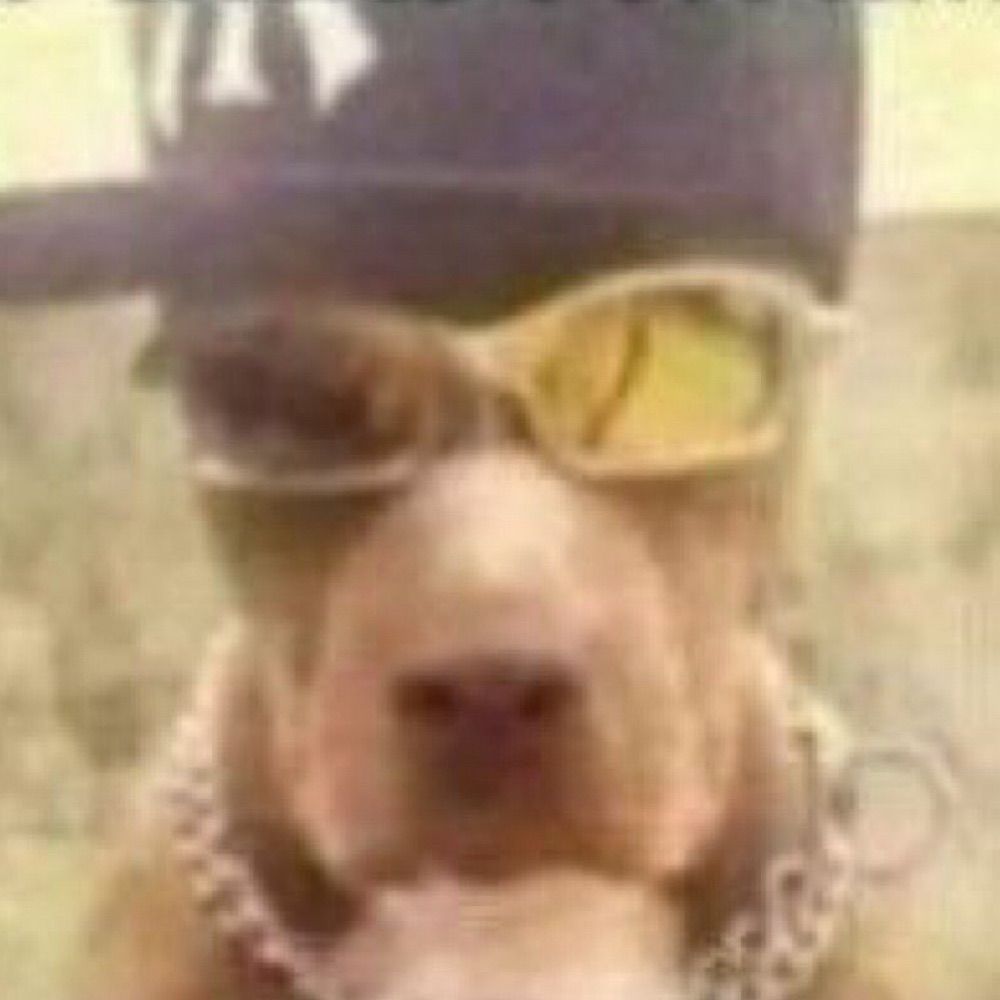 pantera