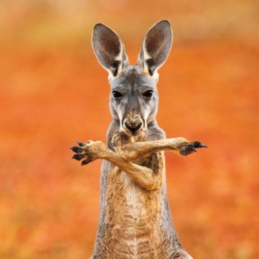 Billaroo