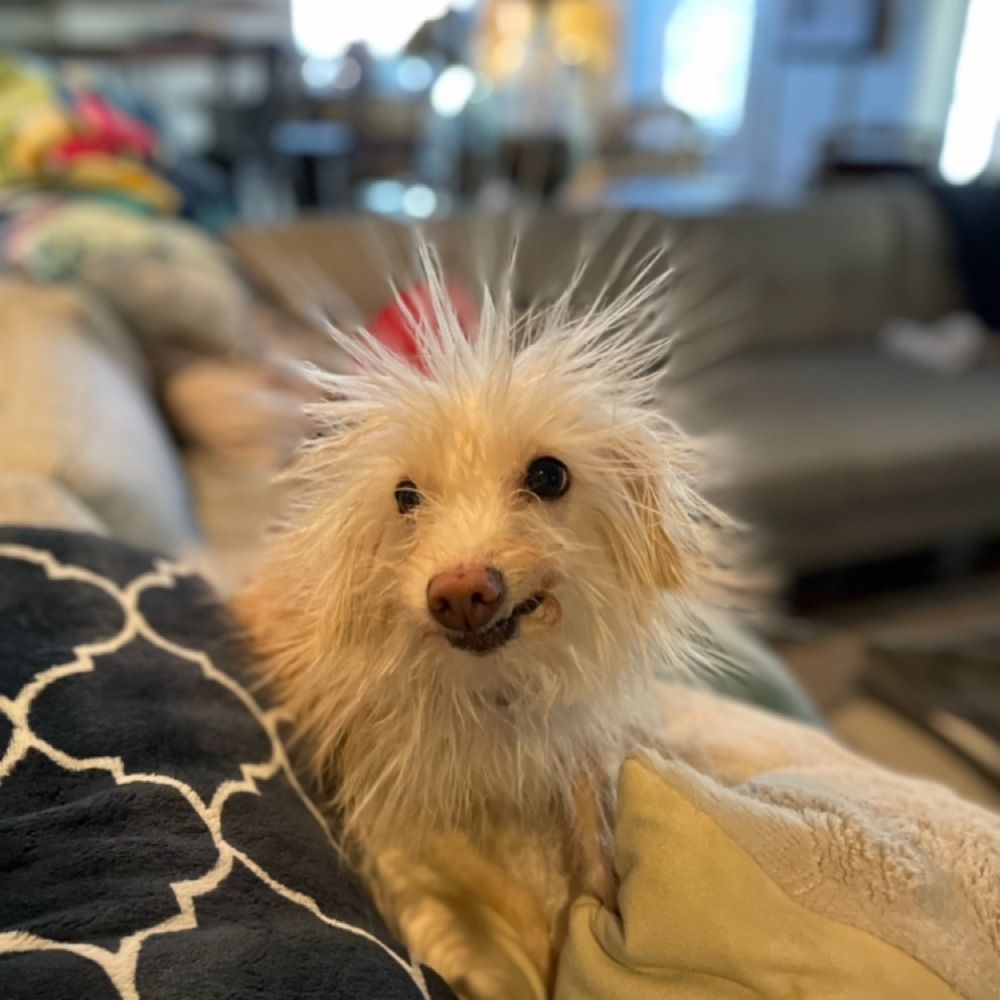 Bob