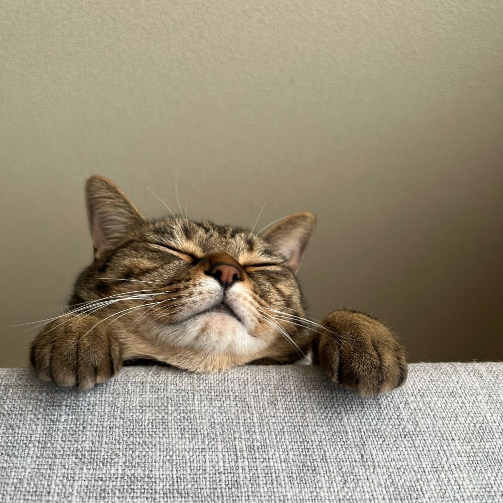 さかもと。