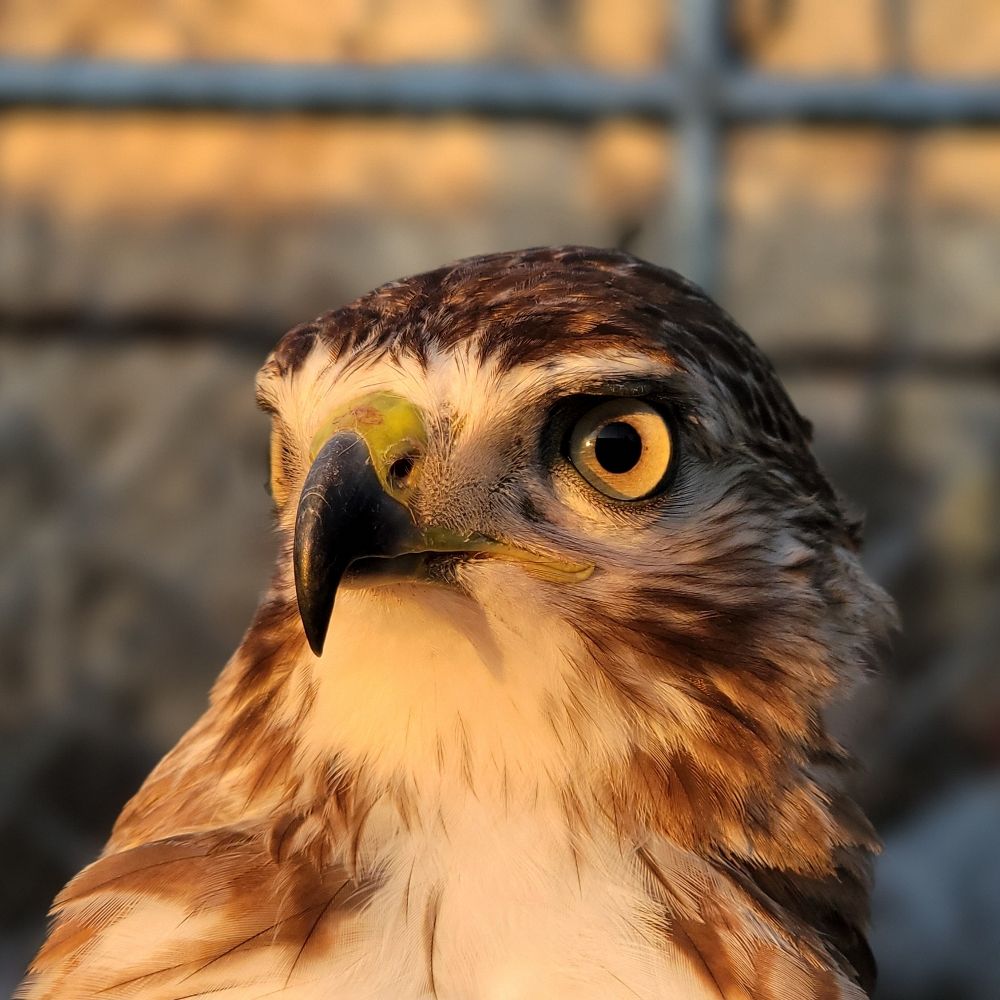Sharpbirdz