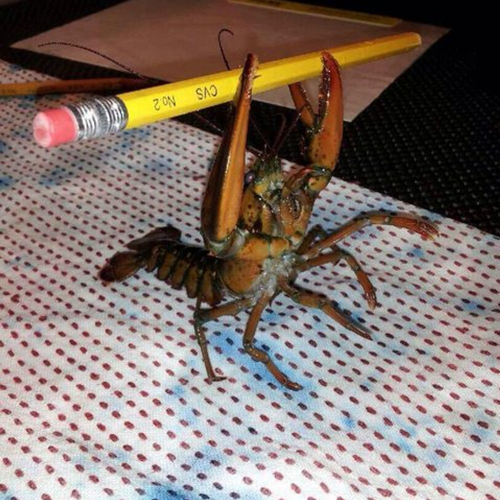 Crusader Crustacean