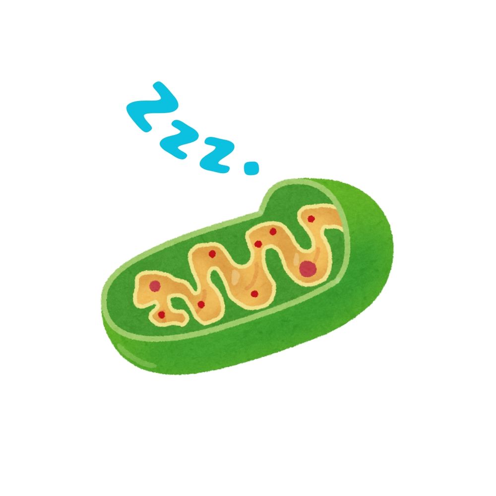 たまき