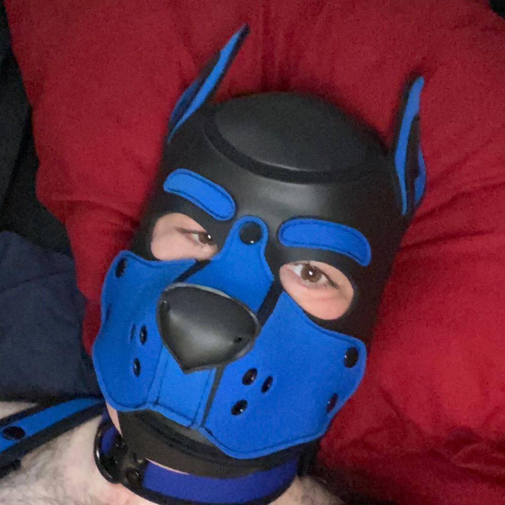 Pup Astro
