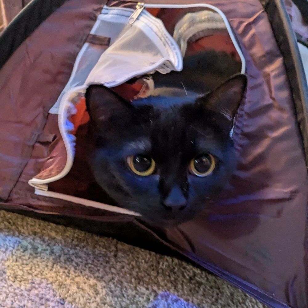 silygoosebigcabse.bsky.social