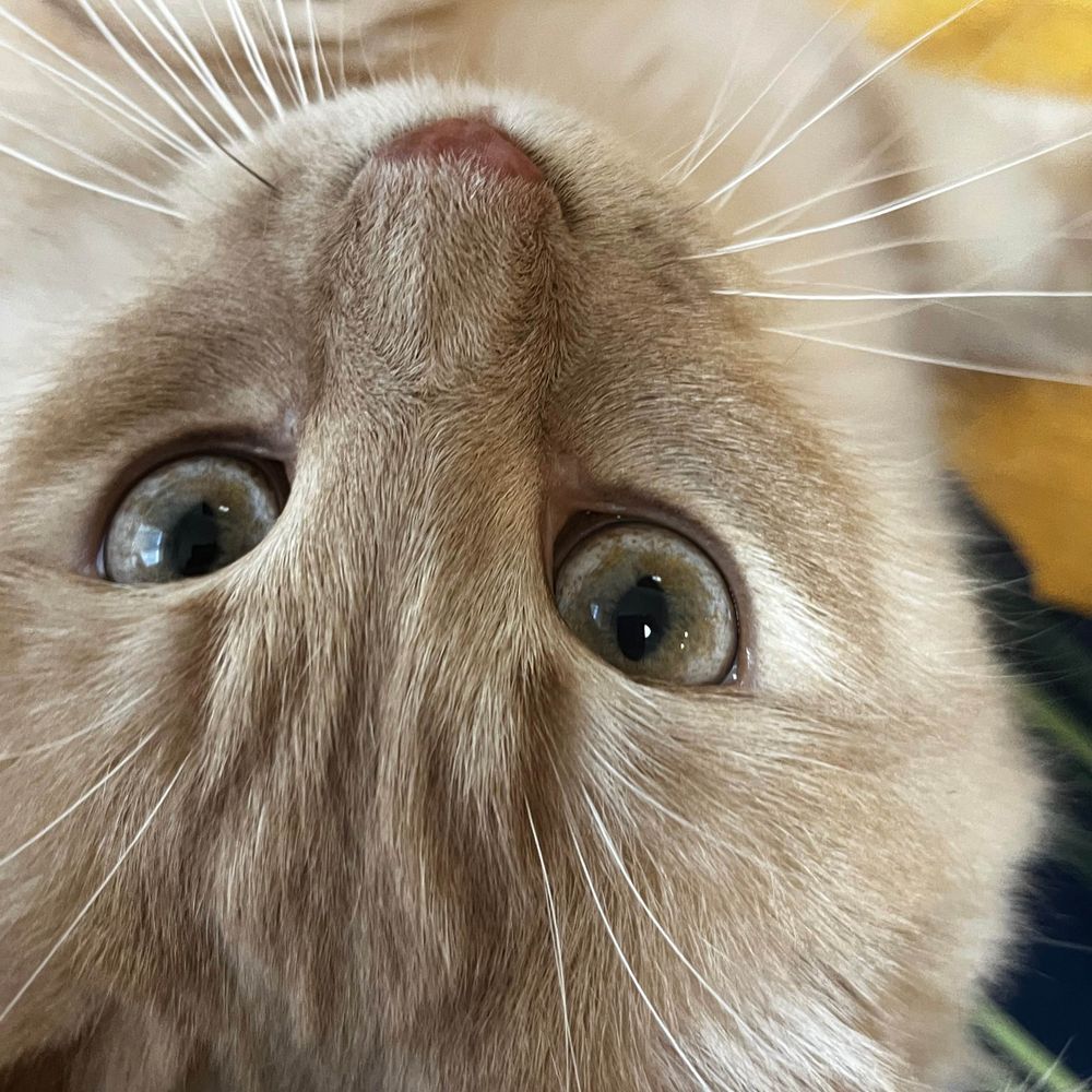 ナツ