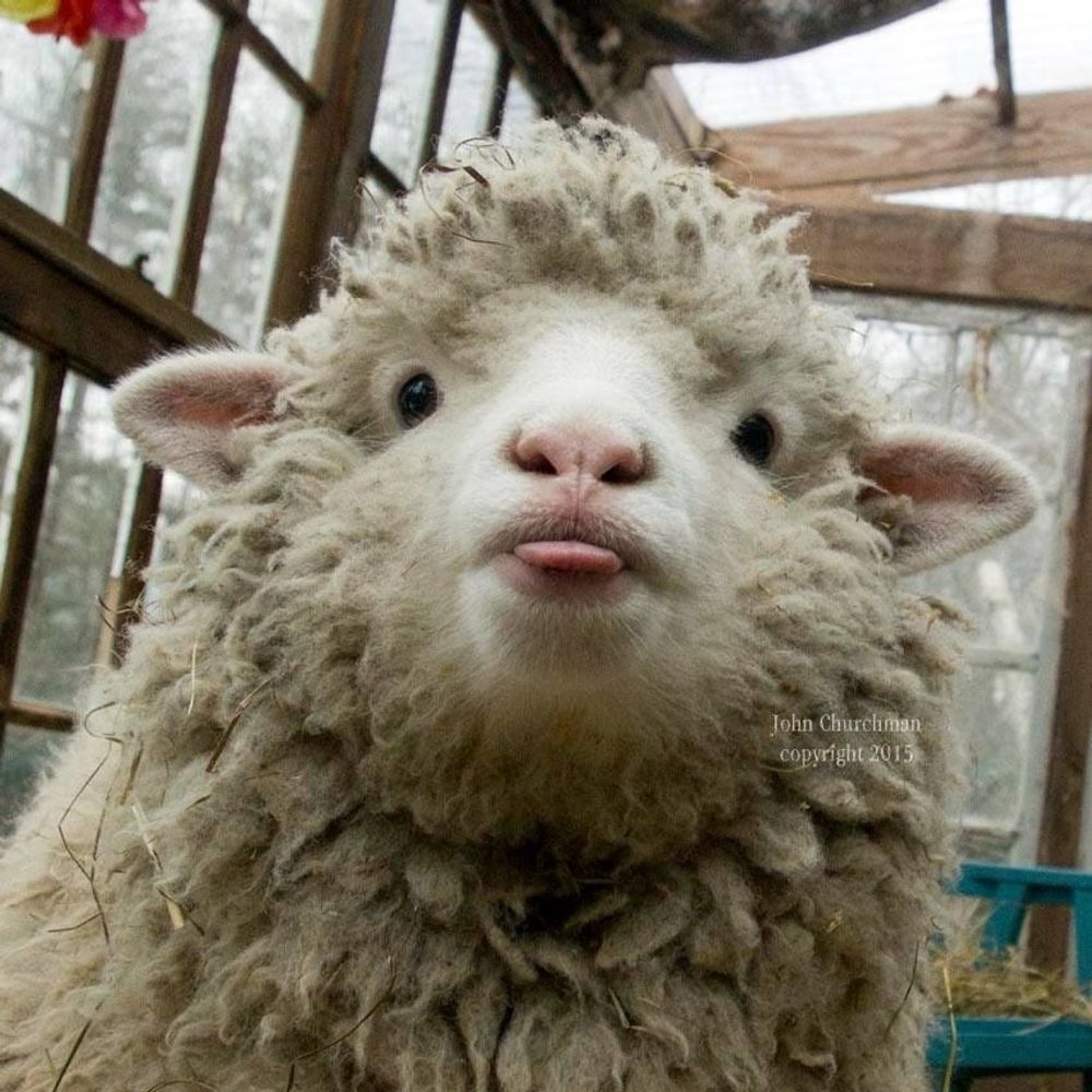 Sheep