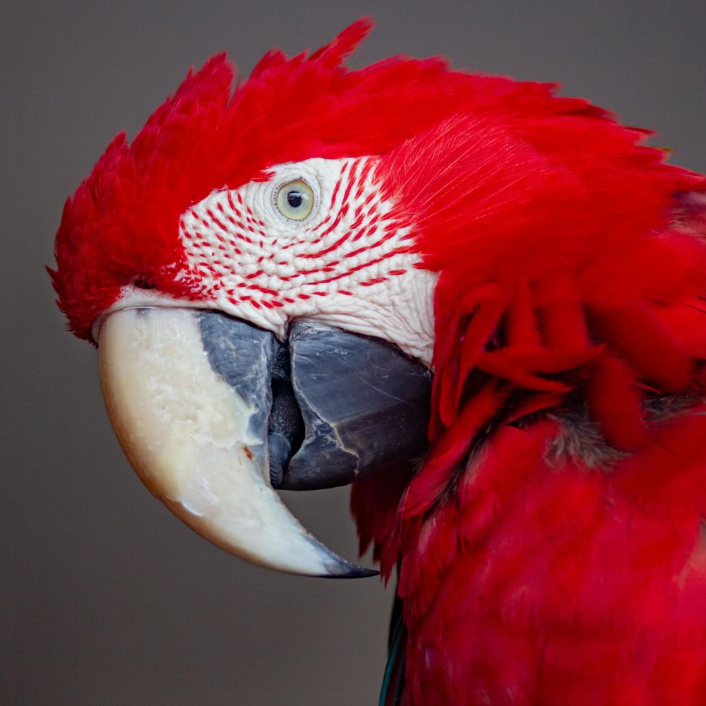 FancifulCrow
