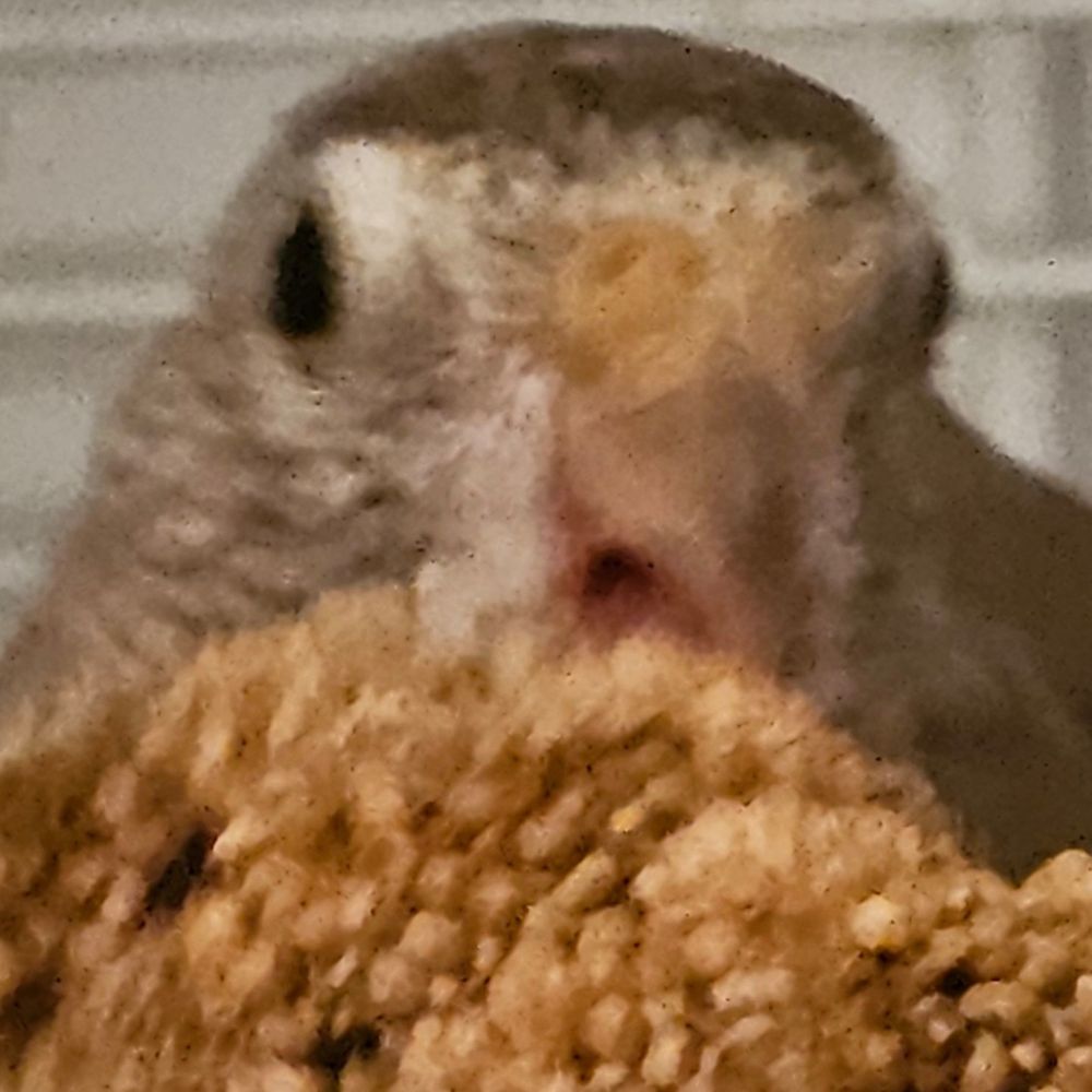 Bird Man
