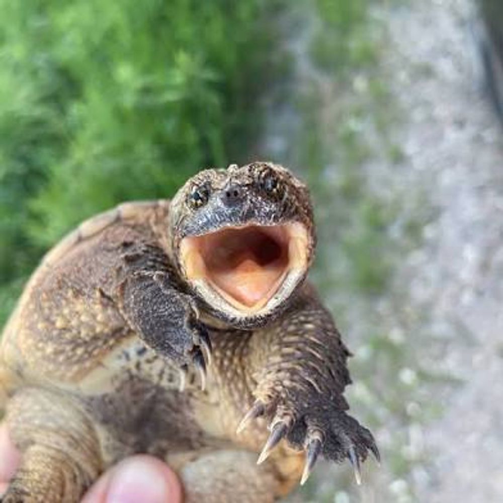 Sea Turtle KRUSH
