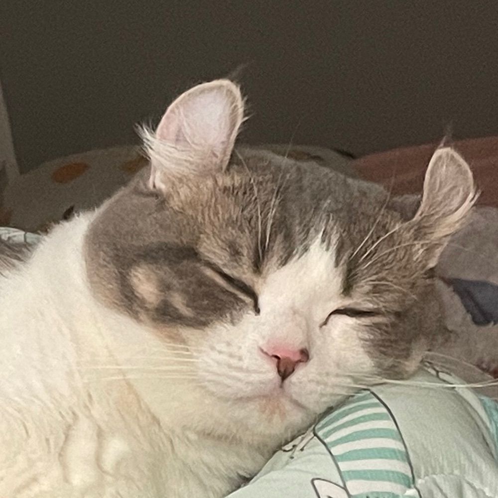 迪迪猬