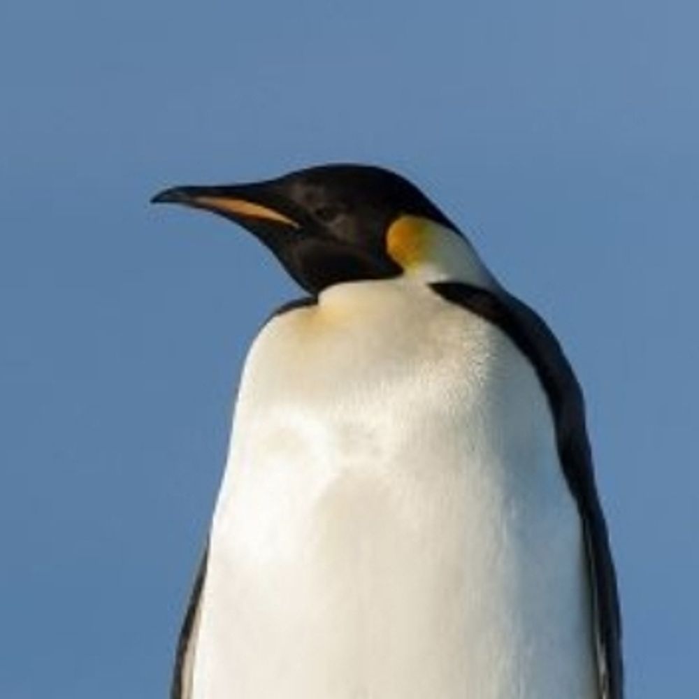 Eisbergzwergin
