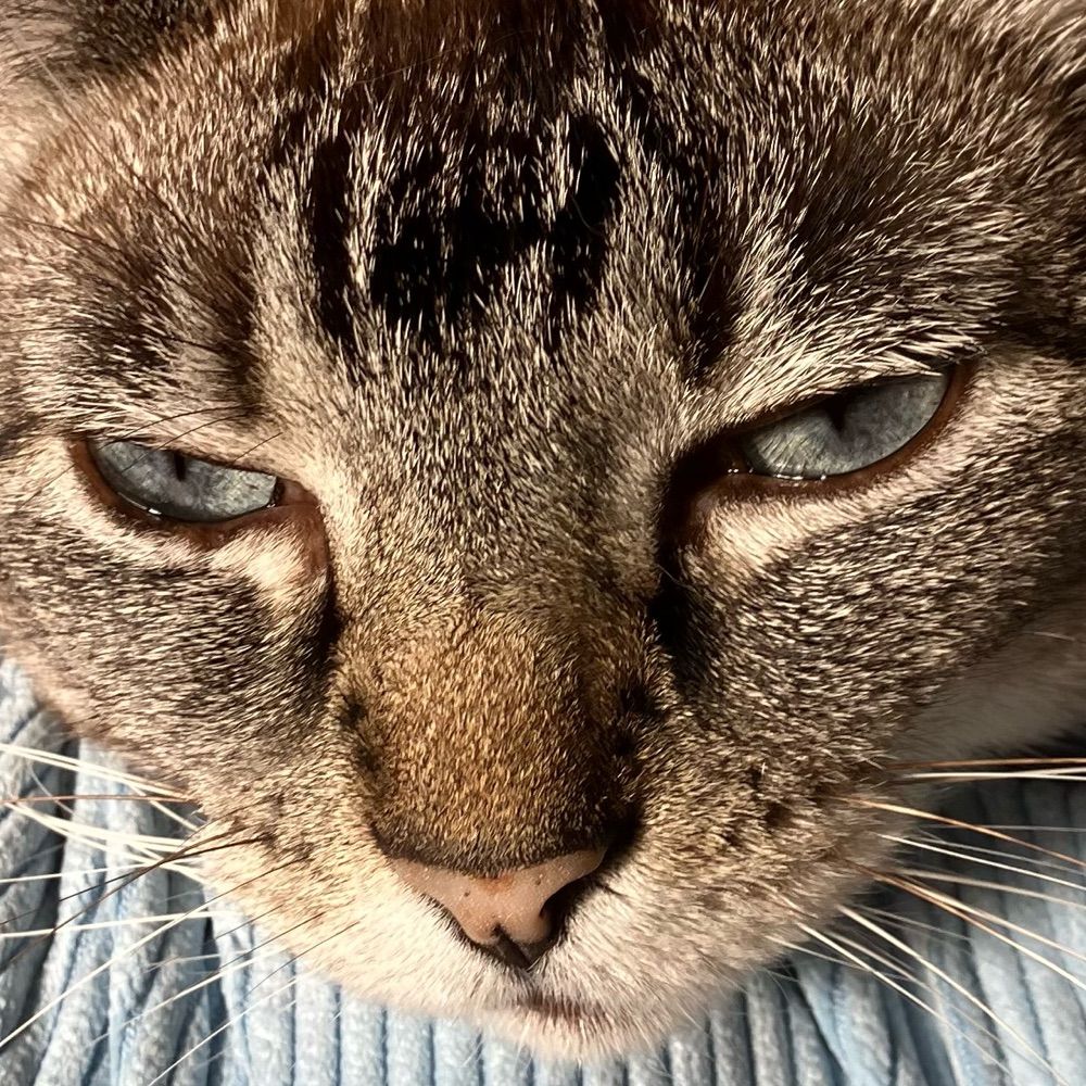 What We Mew in the Shadows