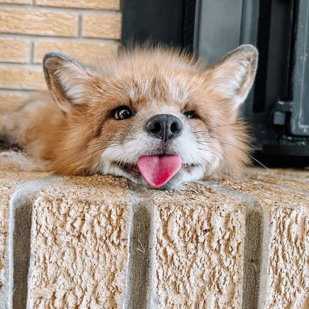 kizuna÷絆風 🦊🐺