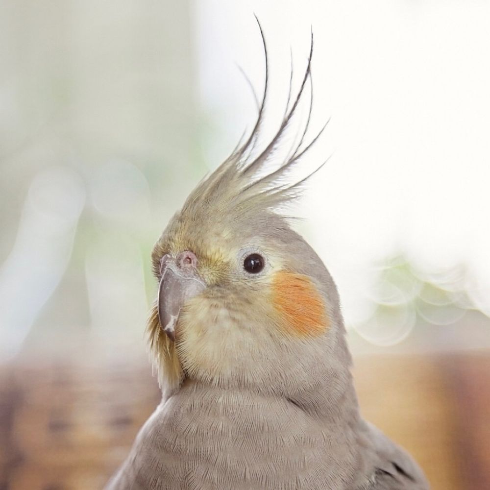 オカメインコ　ココ