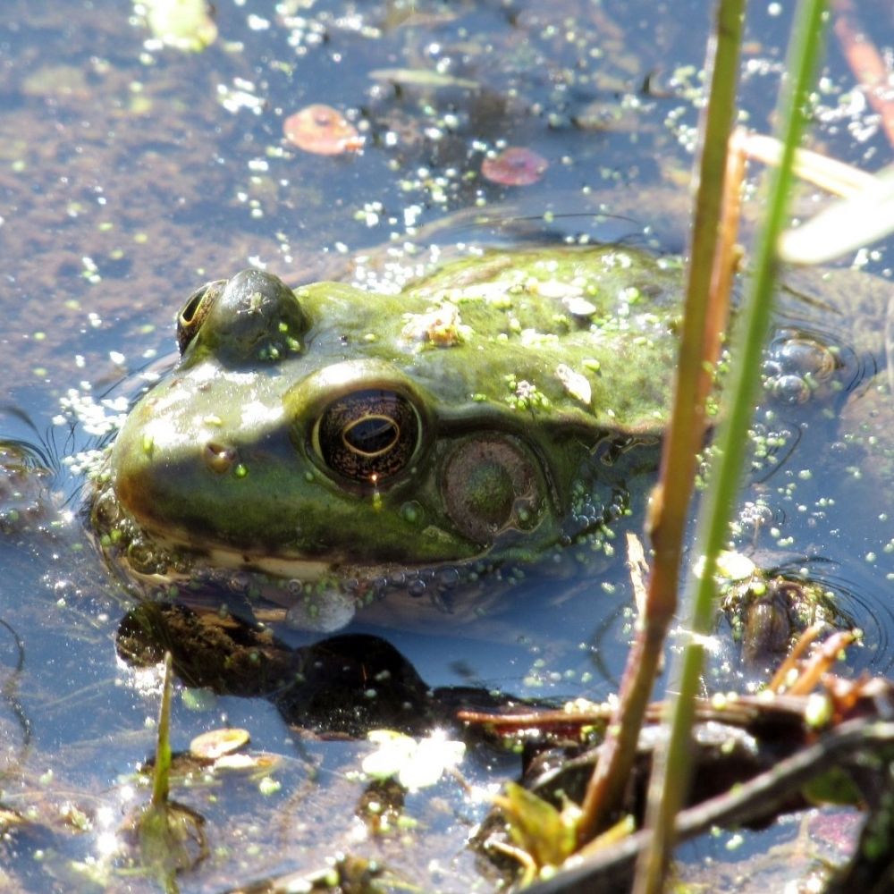 Just a dreary frog