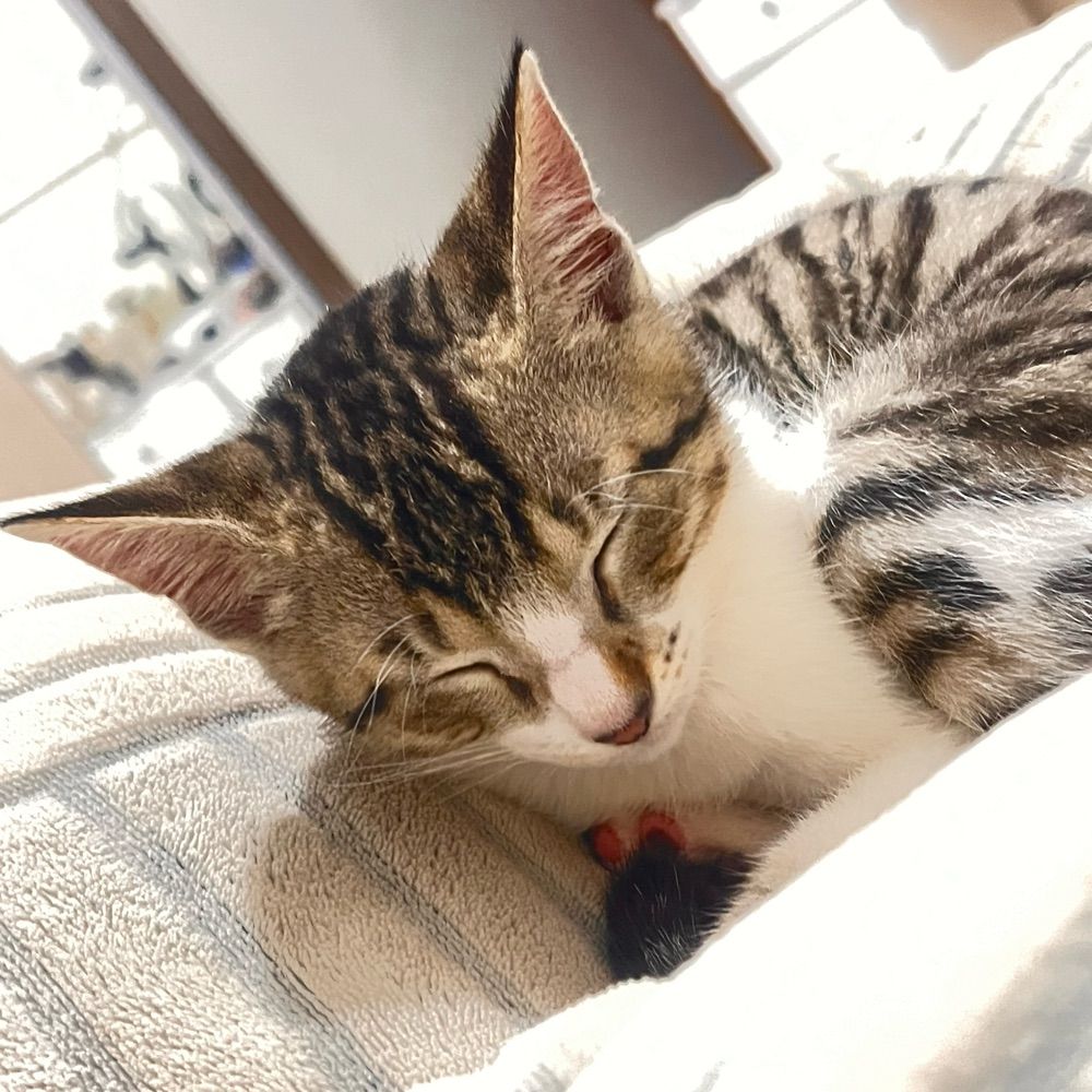 Gatos fofos