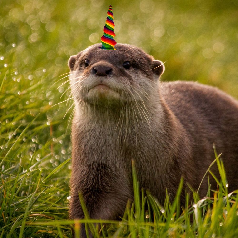 Loutre-san