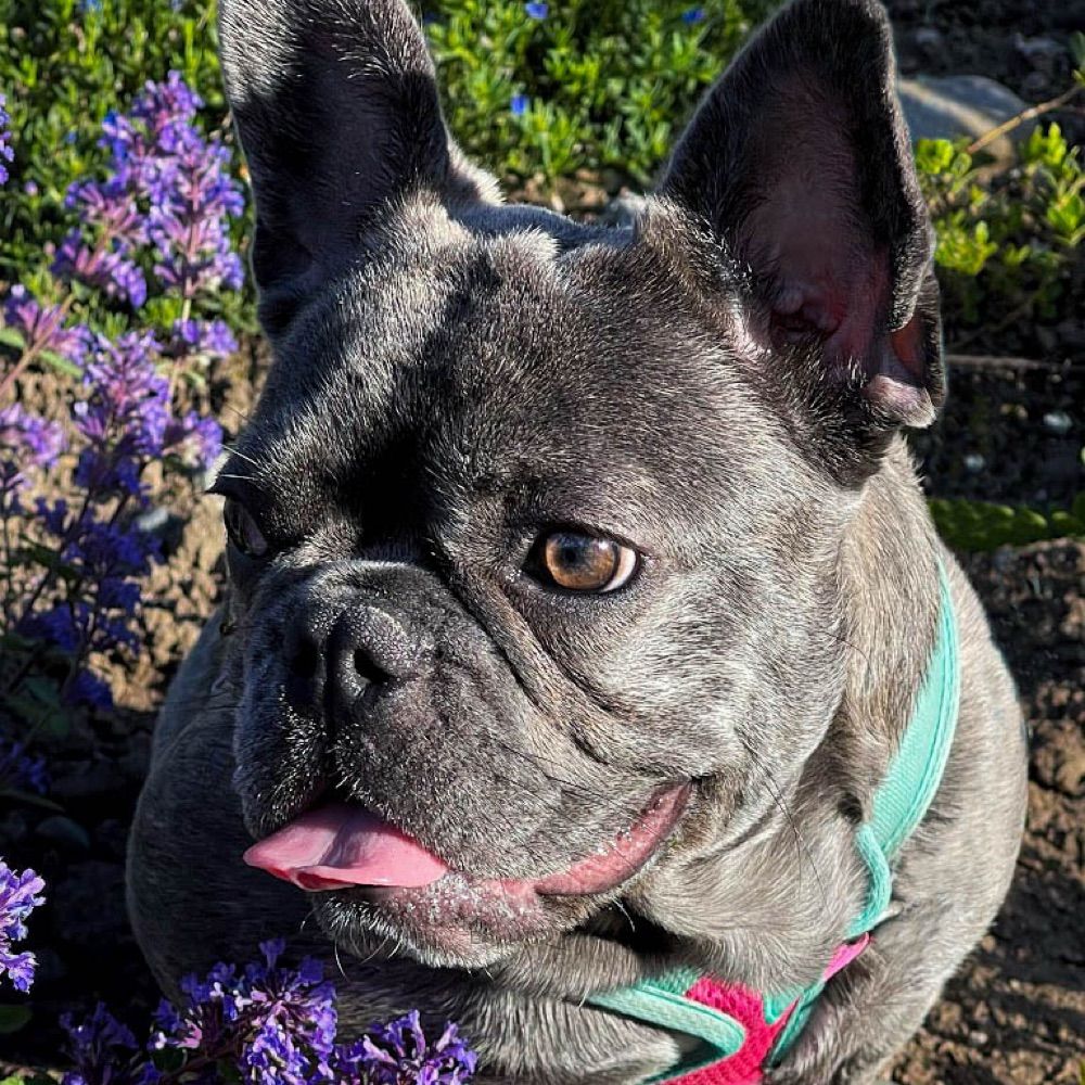 Ivy the French Bulldog