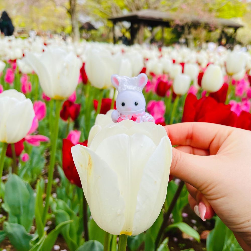 ぴょんた