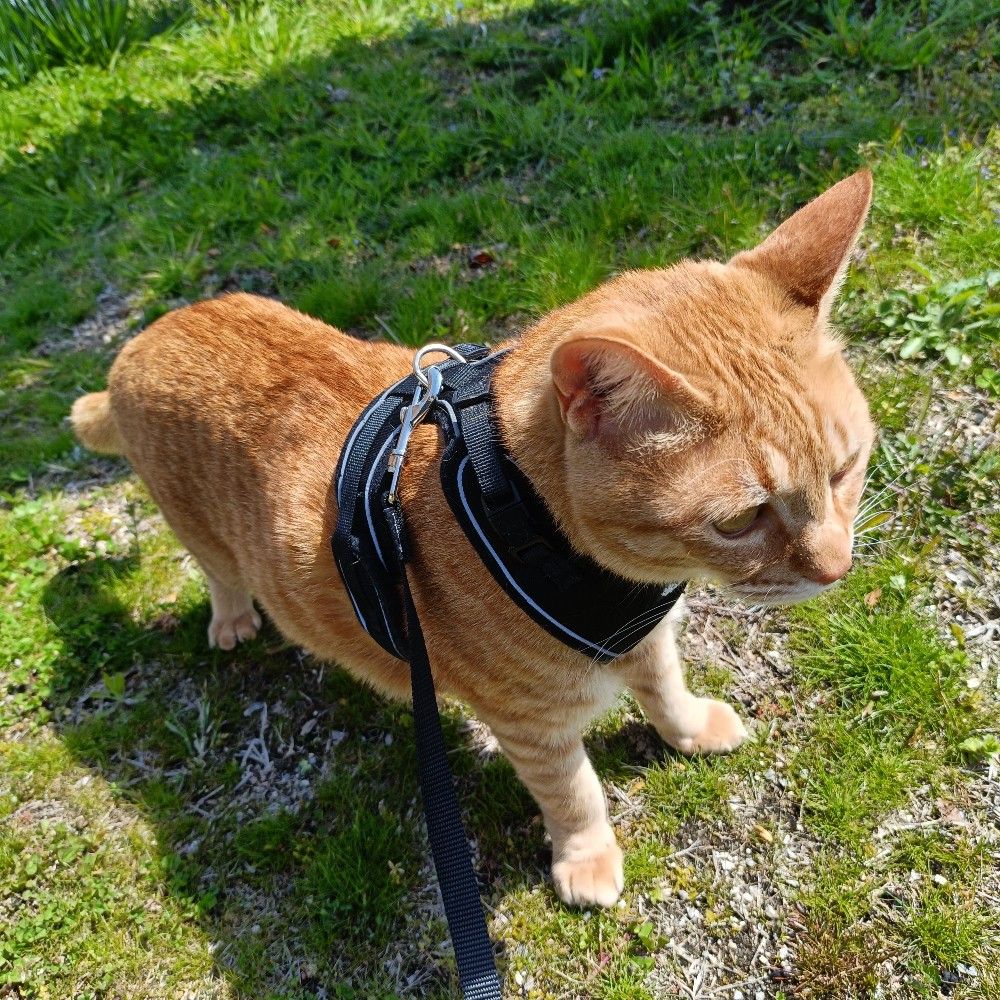 ツネ