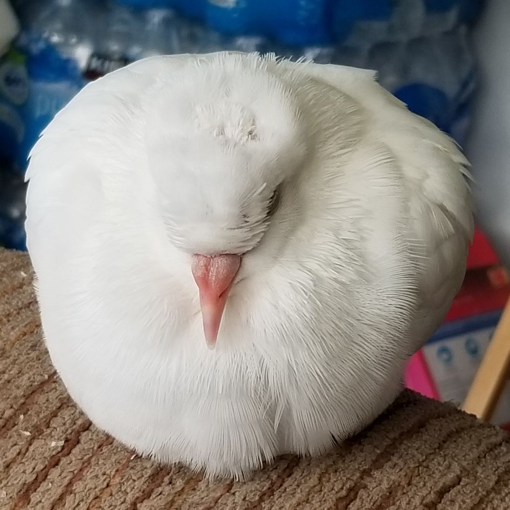Uglybird