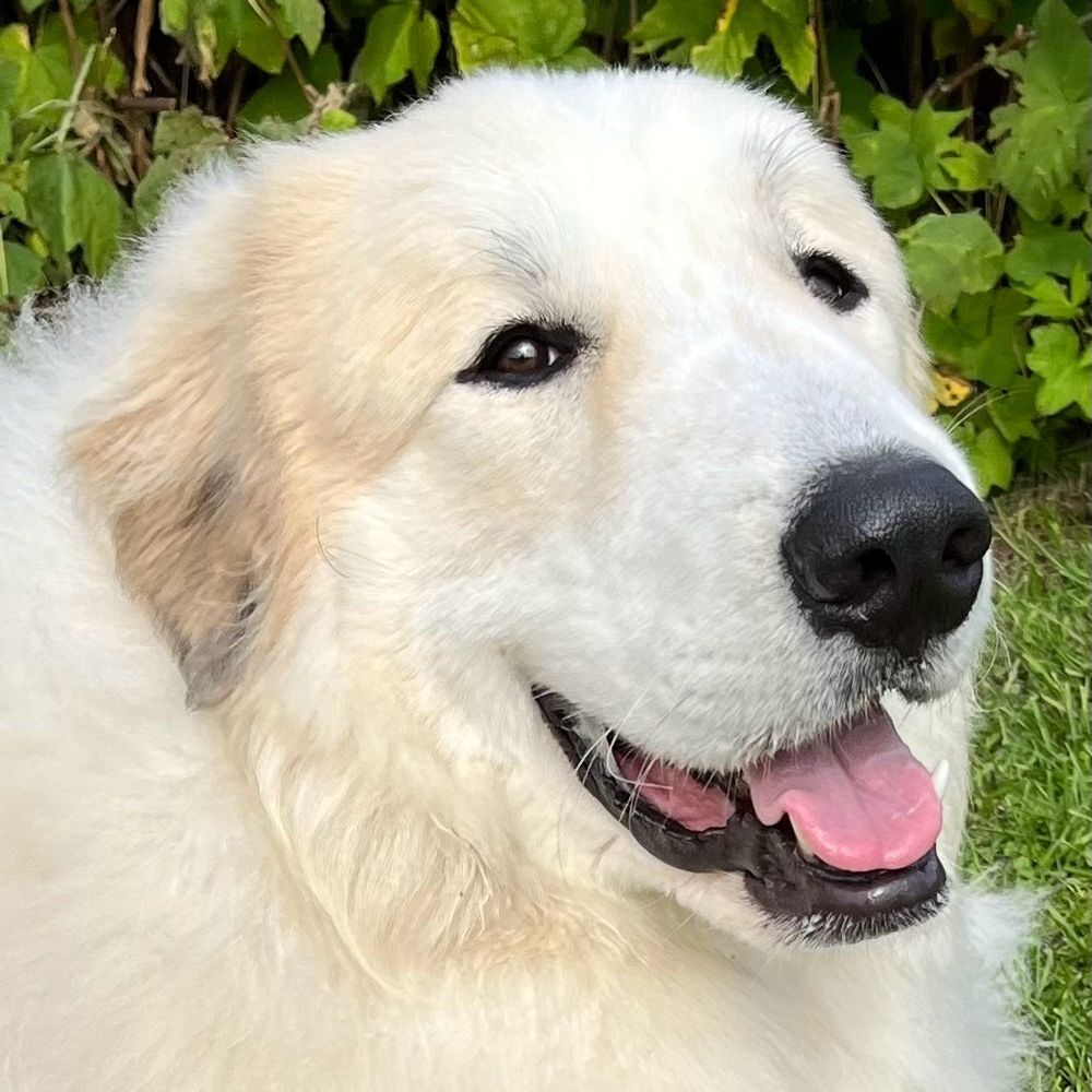 Odin
