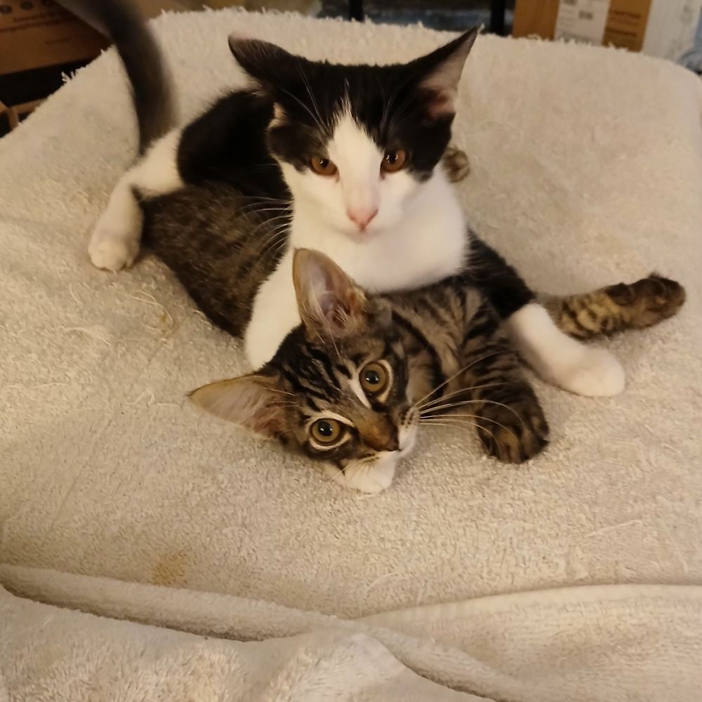 catgang4.bsky.social profile picture