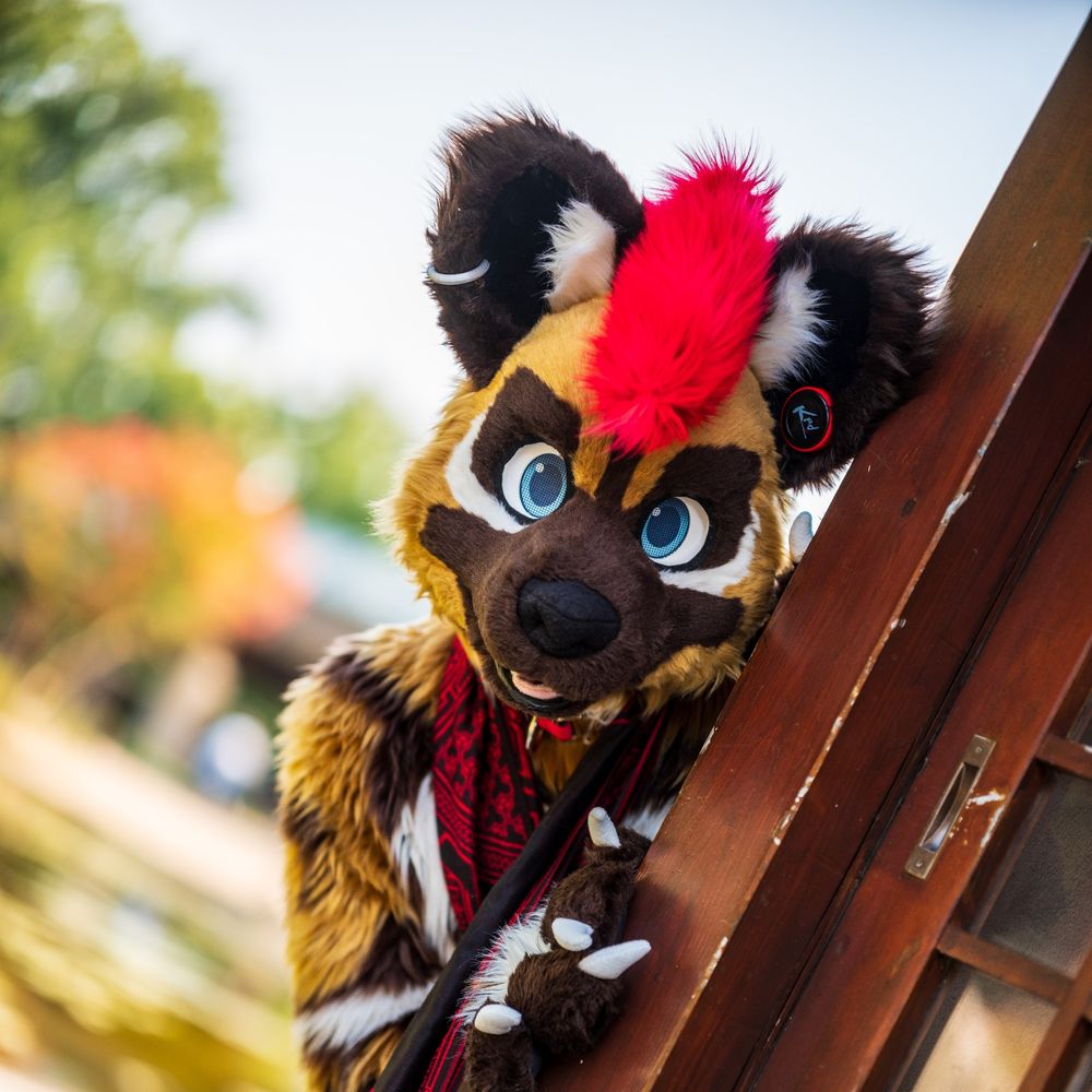 Kad - African Wild Dog