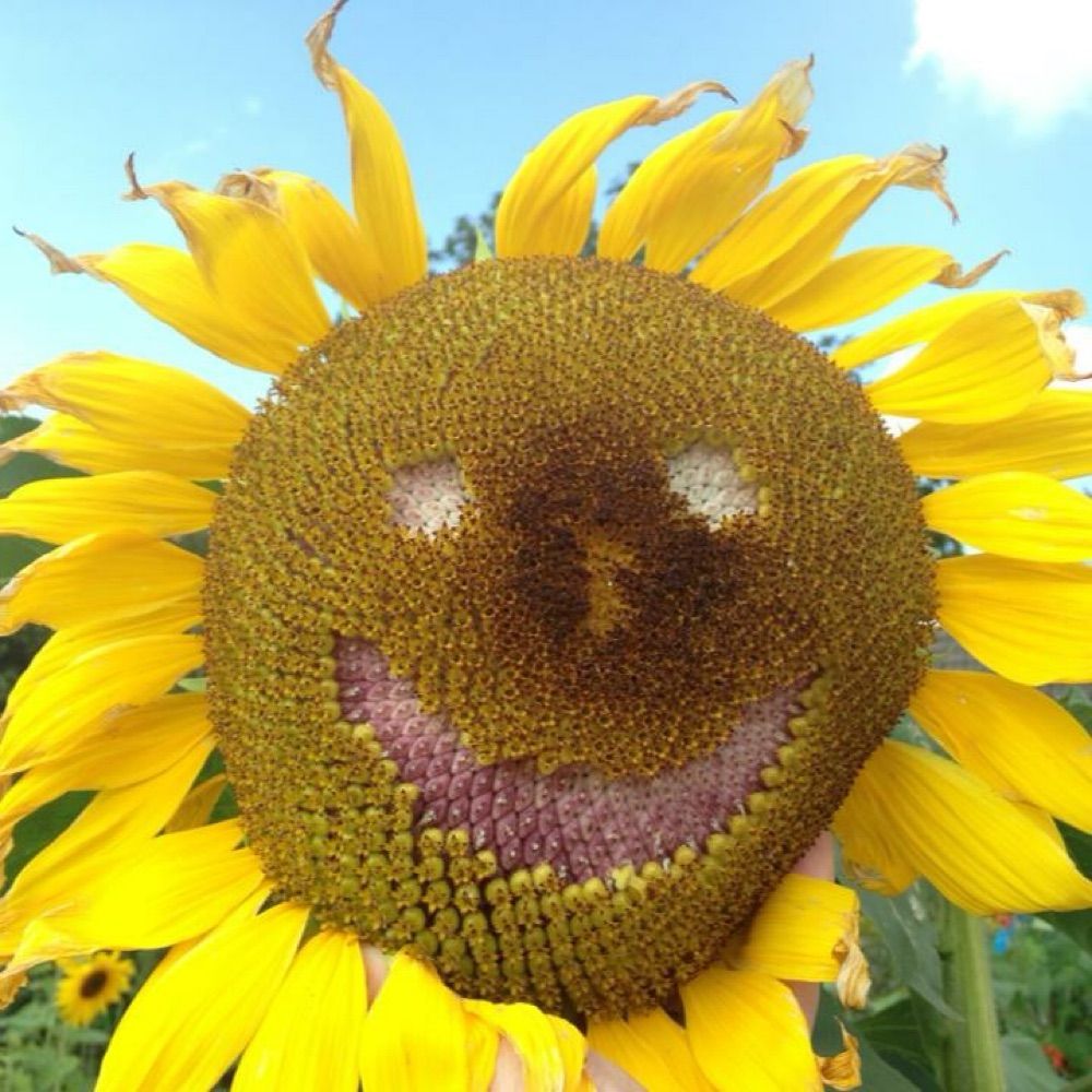 Susan