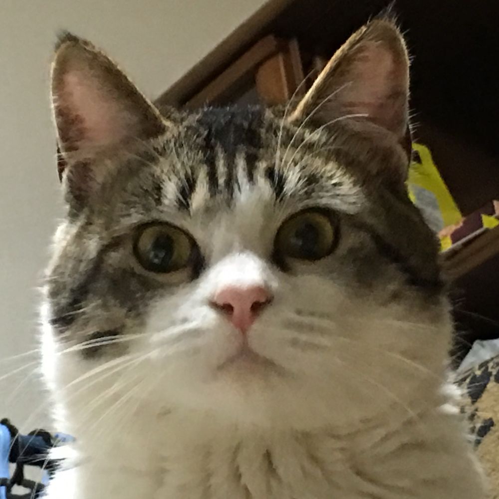 ガラクタ猫侍のあきくん®︎(レフティ)