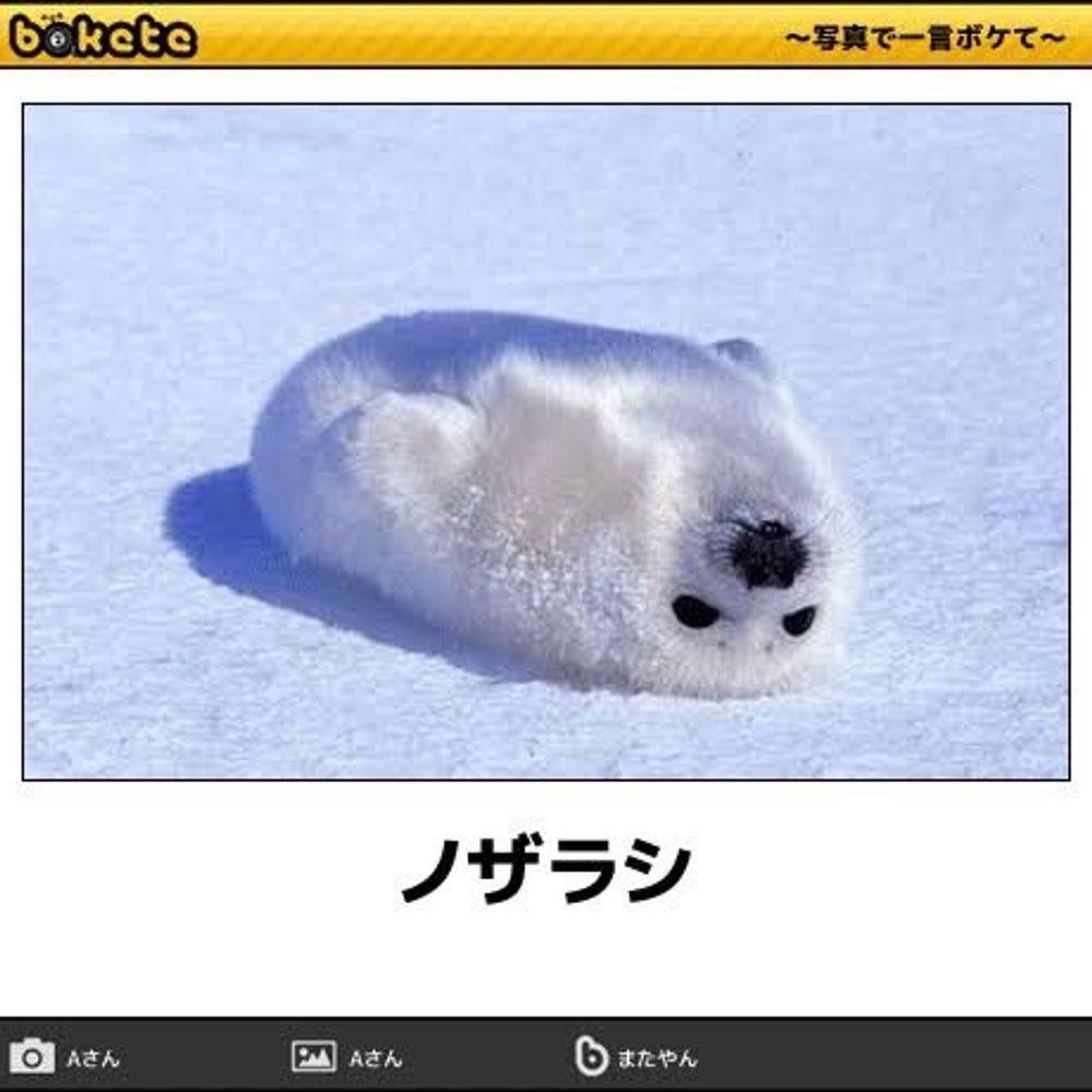 アザラシ