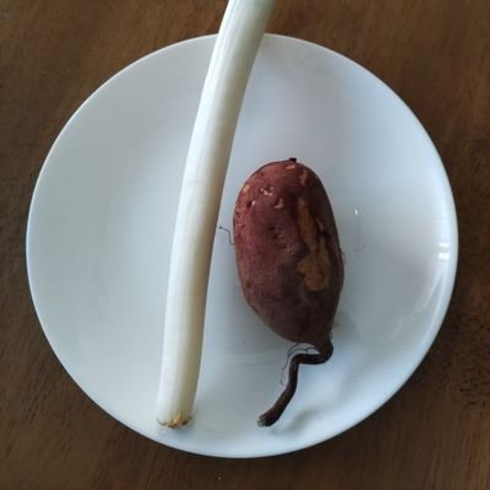 くすのき