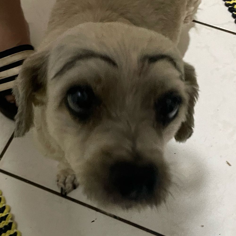 giv