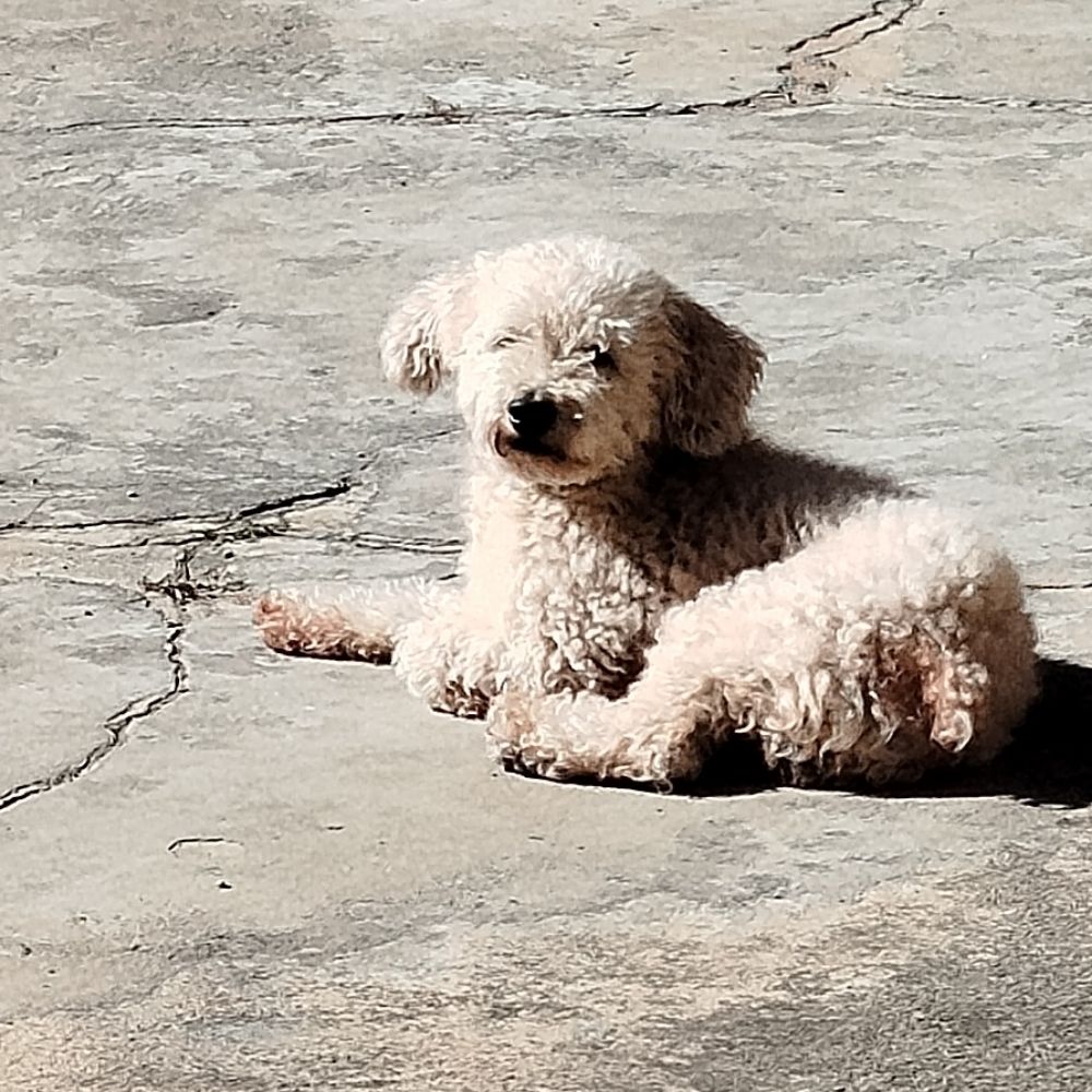 Raiki