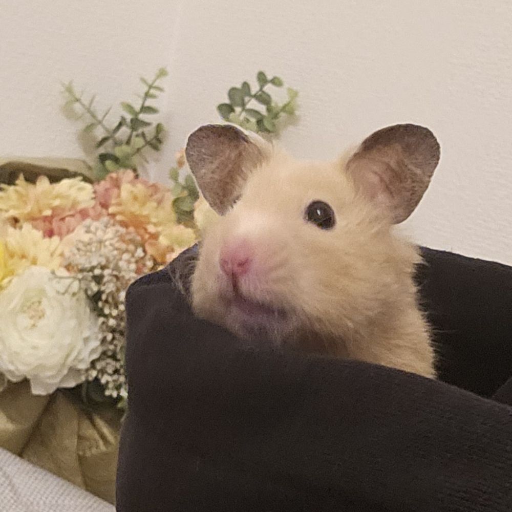 ぼぶちゃん