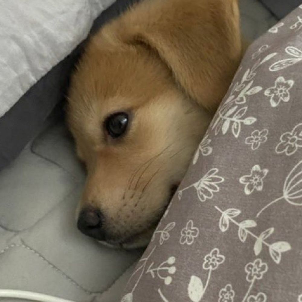 도굴