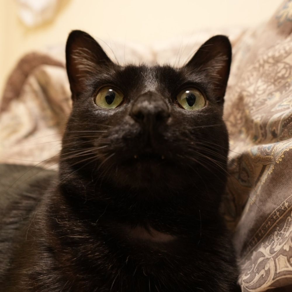 NoRi-ImpCats