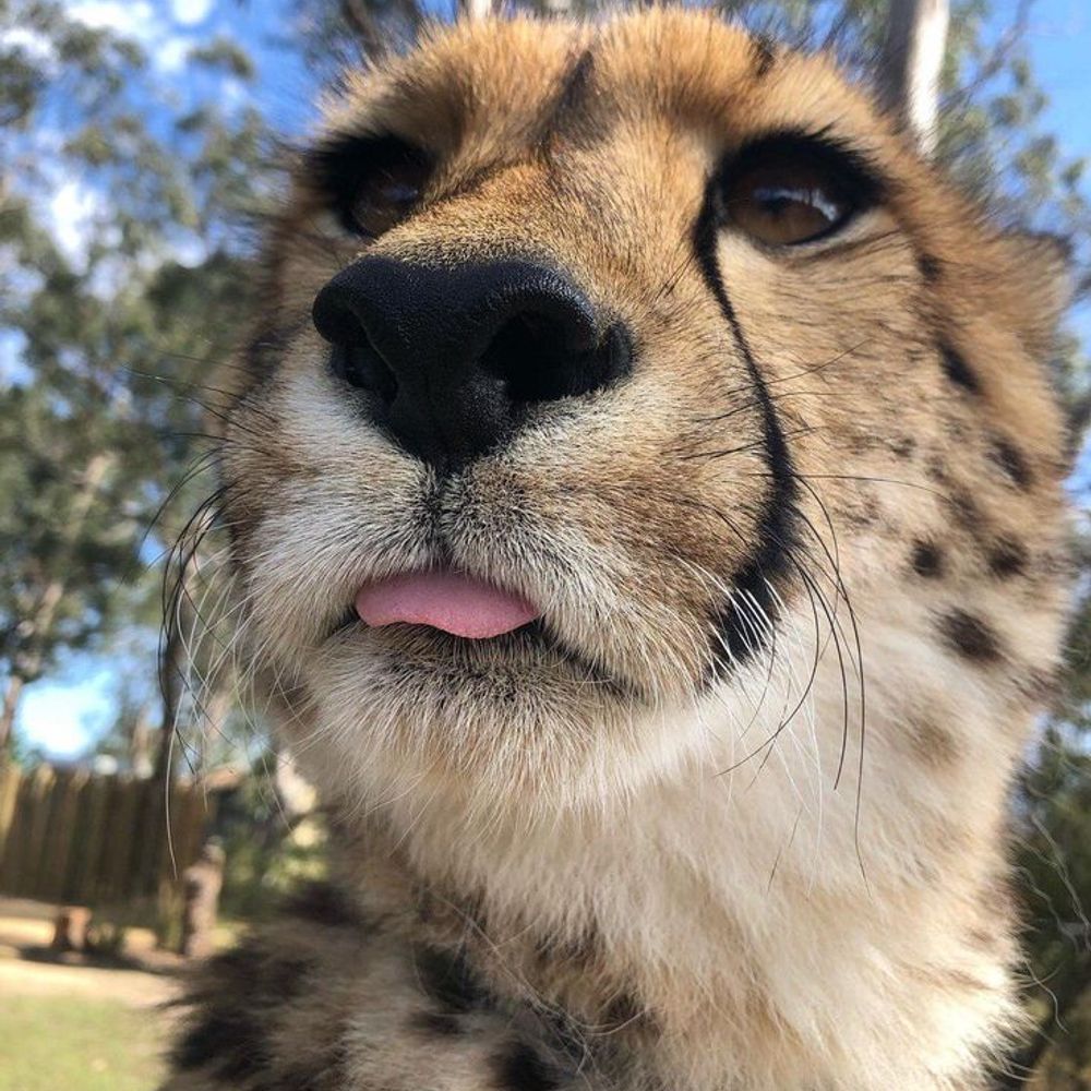 ember/jinx 🐆