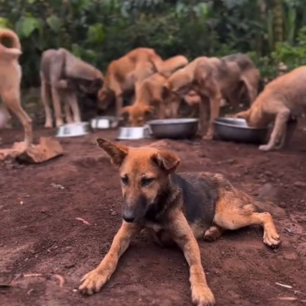 Denis rescue centre 256🐕