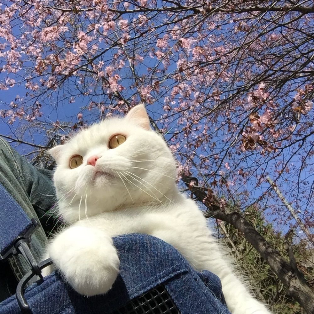 ふ〜さん【札幌の猫好きおじさん】